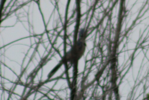 Blue Jay photographed in Washington