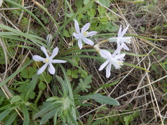 Androstephium coeruleum