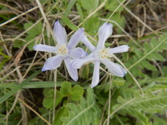 Androstephium coeruleum