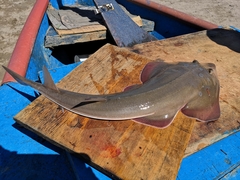 Pseudobatos glaucostigma