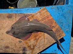 Pseudobatos glaucostigma