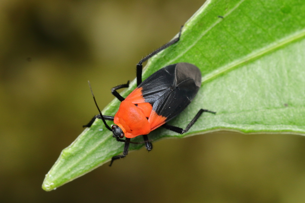 Mimoncopeltus tijucanus