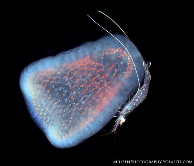 Pyrosomella