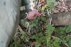 Ixeridium laevigatum