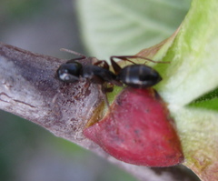 Camponotus fallax