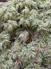 Hylocomium splendens image