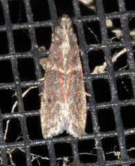 Tirathaba ruptilinea