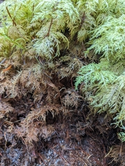 Hylocomium splendens image