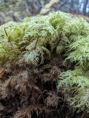 Hylocomium splendens image