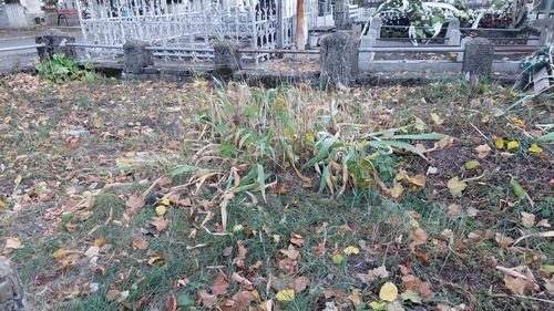 Solidago canadensis iNat (2)
