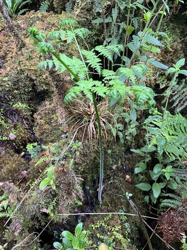 Hypolepis hawaiiensis, 2023-11-02