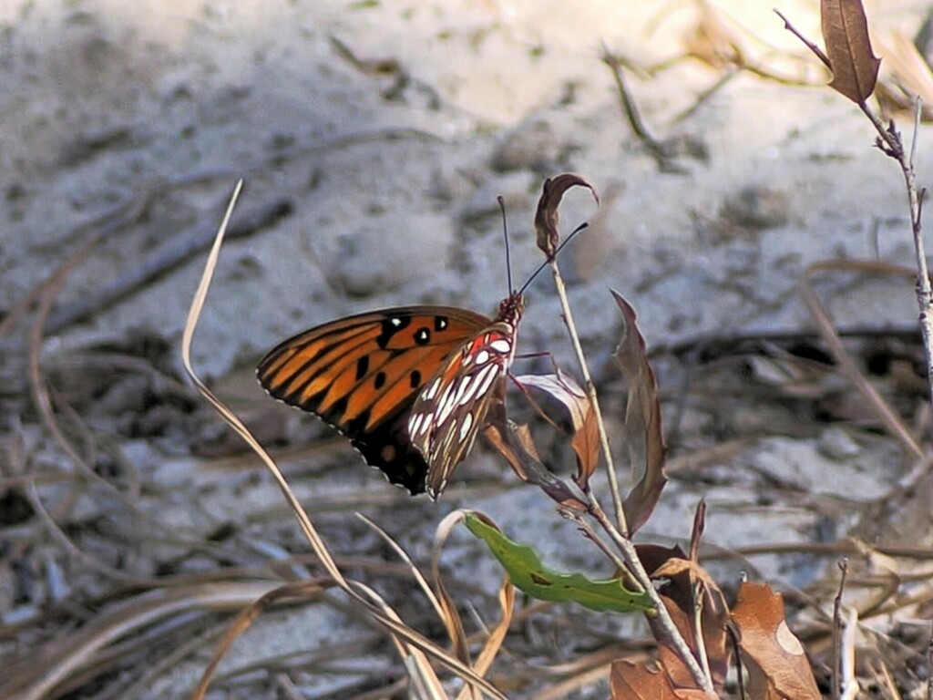 Gulf Fritillary from High Ridge Natural Scrub Area 7300 High Ridge Road ...