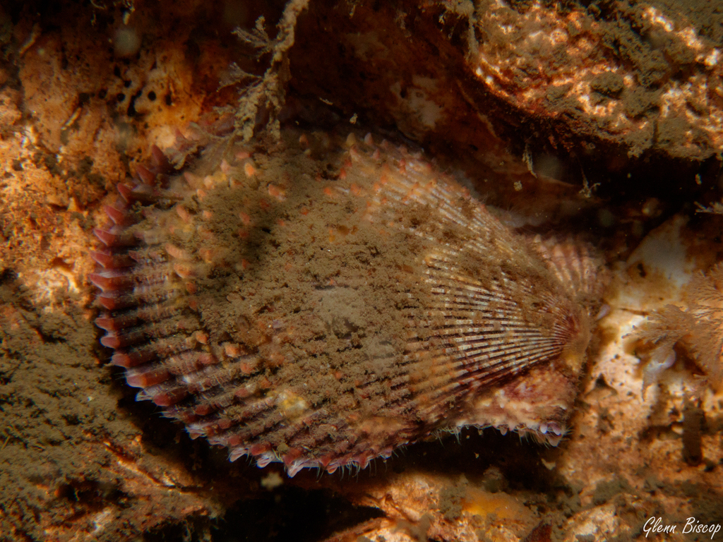 Variegated Scallop