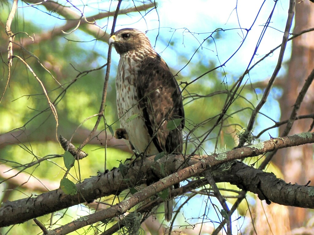 Red-shouldered Hawk from High Ridge Natural Scrub Area 7300 High Ridge ...