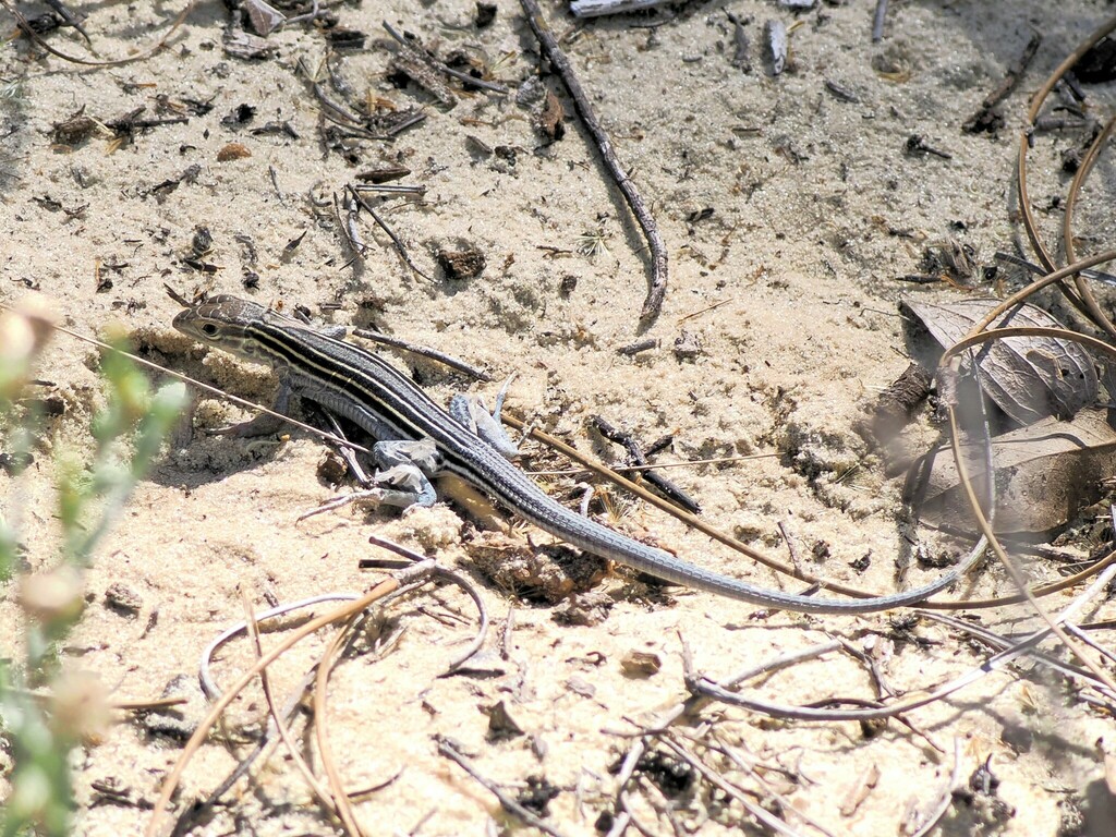 Six-lined Racerunner from High Ridge Natural Scrub Area 7300 High Ridge ...
