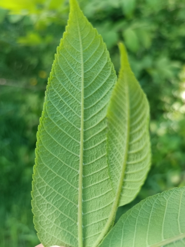 Image of Juglans ailantifolia by (c) Geoff, some rights reserved (CC BY)
