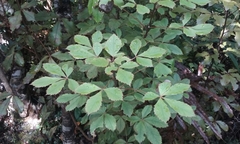 Pseudopanax discolor