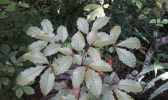 Pseudopanax discolor