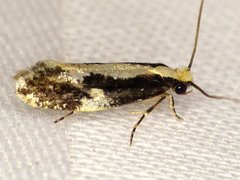 Monopis dorsistrigella