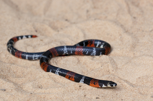 Broadhead Ground Snake