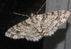 Myrioblephara desumpta