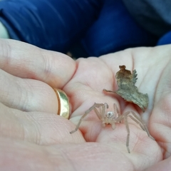 Micrommata