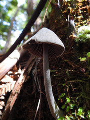 Entoloma canoconicum