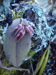 Acianthera eximia