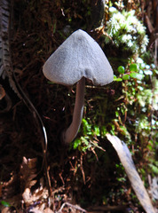 Entoloma canoconicum