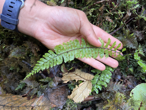 Hymenasplenium unilaterale observed 2023-11-02