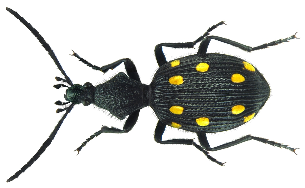 Psecadius