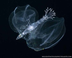 Ocyropsis crystallina