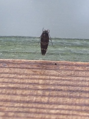 Mompha subbistrigella