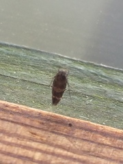 Mompha subbistrigella