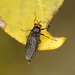 Sugarcane Soldier Fly - Photo (c) Catherine Beard, some rights reserved (CC BY-NC), uploaded by Catherine Beard