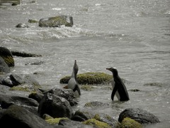 Megadyptes antipodes