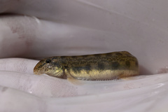 Northern Golden Loach photo 1