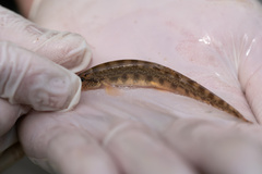 Northern Golden Loach photo 2