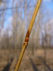 Populus simonii
