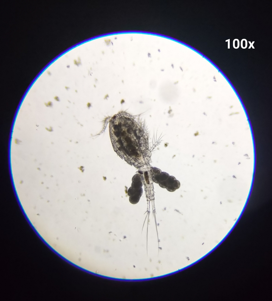 Paracyclops fimbriatus