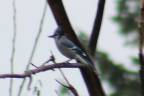 Blue Jay photographed in Washington