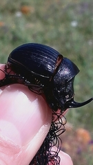 Copris hispanus hispanus