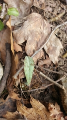 Erythronium americanum