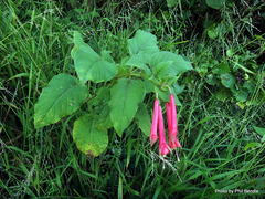Fuchsia fulgens