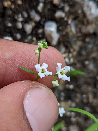 Image of Stenotis arenaria by (c) Abraham Sánchez Romero, some rights reserved (CC BY)