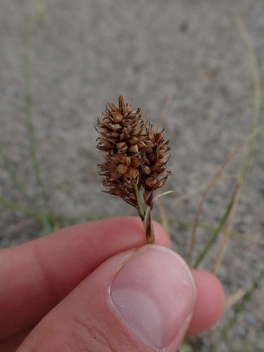Image of Carex sabulosa by no rights reserved