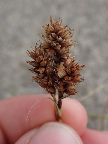 Image of Carex sabulosa by no rights reserved