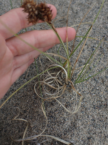 Image of Carex sabulosa by no rights reserved