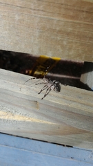 Hexatricha pulverulenta