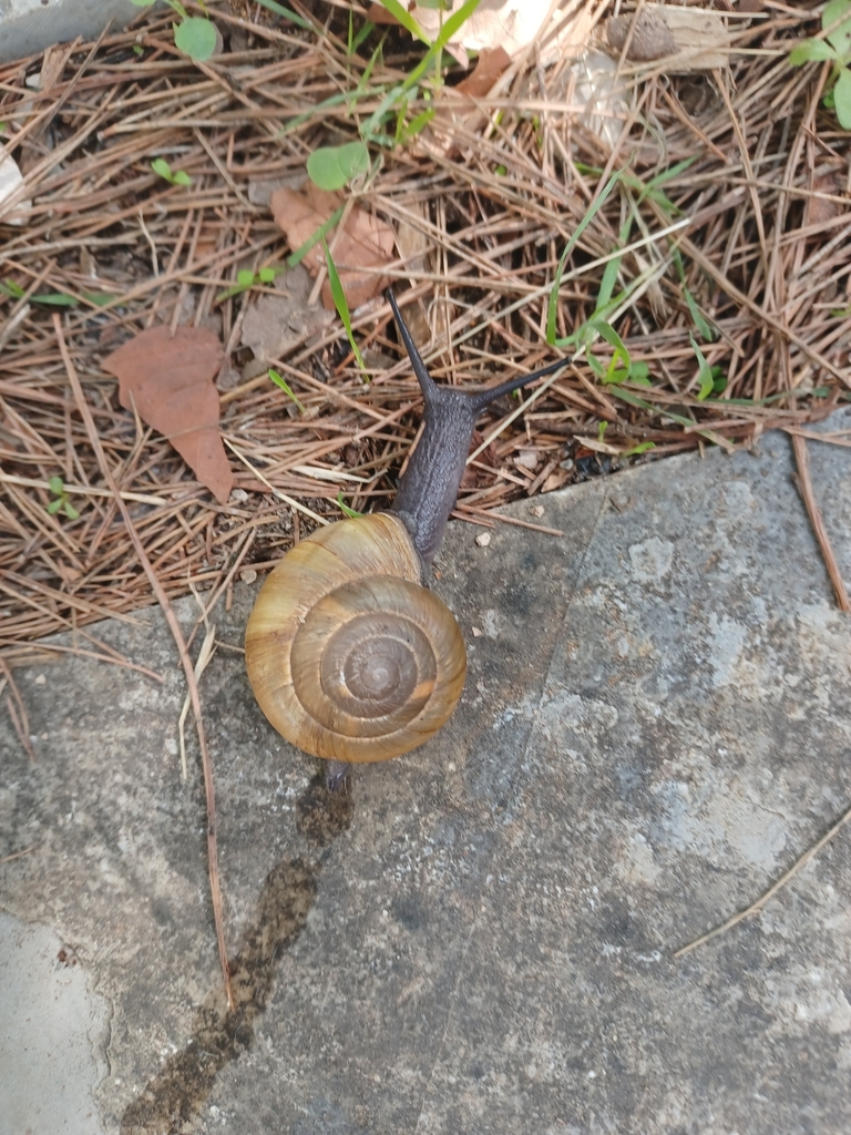 Zonites algirus from 31, 34090 Montpellier, France on October 25, 2023 ...